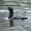 little_black_cormorant_025