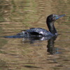 little_black_cormorant_031
