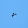 little_pied_cormorant_011