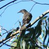 little_wattlebird_032