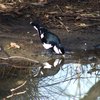 magpie-lark_032
