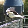 magpie-lark_037