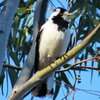 magpie-lark_044