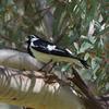 magpie-lark_063