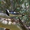 magpie-lark_064