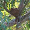 magpie-lark_070