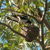 magpie-lark_076