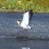 masked_lapwing_021