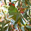 musk_lorikeet_019