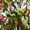 musk_lorikeet_022