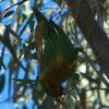 musk_lorikeet_037