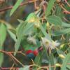 musk_lorikeet_050