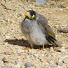 noisy_miner_054