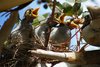 noisy_miner_067