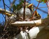 noisy_miner_068