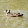 pacific_black_duck_032
