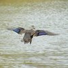pacific_black_duck_038