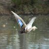 pacific_black_duck_046
