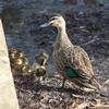 pacific_black_duck_mallard_hybrid_014
