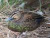 pacific_black_duck_mallard_hybrid_019