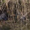 purple_swamphen_040