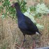 purple_swamphen_046