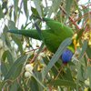 rainbow_lorikeet_037