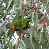 rainbow_lorikeet_040