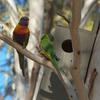 rainbow_lorikeet_079