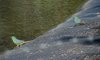 red-rumped_parrot_007