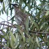 red_wattlebird_052