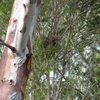 red_wattlebird_057