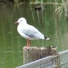 silver_gull_010_t.jpg