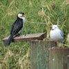 silver_gull_024