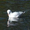 silver_gull_025