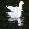 silver_gull_026