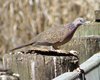spotted_turtle-dove_016