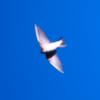 welcome_swallow_053