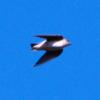 welcome_swallow_054