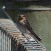 welcome_swallow_059