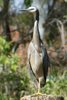 white-faced_heron_007