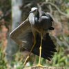 white-faced_heron_009