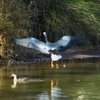 white-faced_heron_028