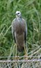 white-faced_heron_044