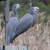 white-faced_heron_052