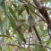 white-plumed_honeyeater_009
