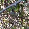 willie_wagtail_059