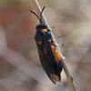 invertebrate_094_t.jpg