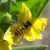 goodenia_amplexans_010