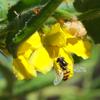 goodenia_amplexans_011